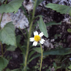 common Tridax