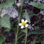 common Tridax