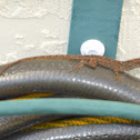Brown Anole