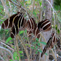 Zebra Longwing