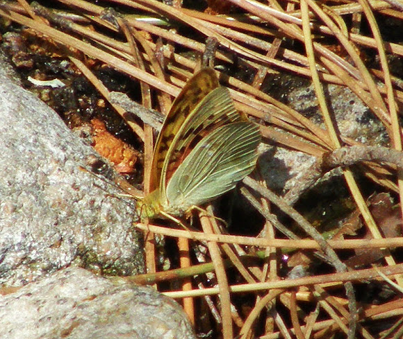 Spotting Image 1