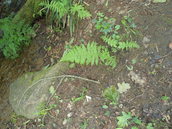 Spotting Image 1