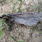 (Eastern) Black Carpenter Ants with Prey