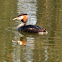 Great Crested Grebe