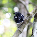 Amazonian Antshrike (m.)