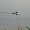 Common Loon