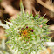 Cardo del demonio, Illyrian thistle