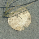 Eccentric sand dollar