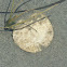 Eccentric sand dollar