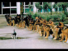 Gambar preview Kucing bernyali......