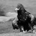 Black-breasted Buzzard