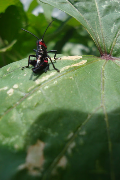 Spotting Image 1