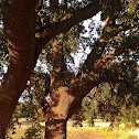 Live Oak