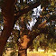 Live Oak