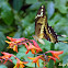 Heraclides butterfly