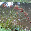 Woolgrass or Marsh Bulrush