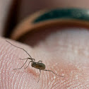 tiny harvestman?