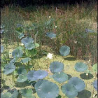 White Water Lily