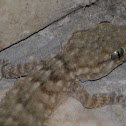 Common Wall Gecko, Salamanquesa