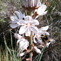 Bumblebee