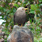 Island Thrush