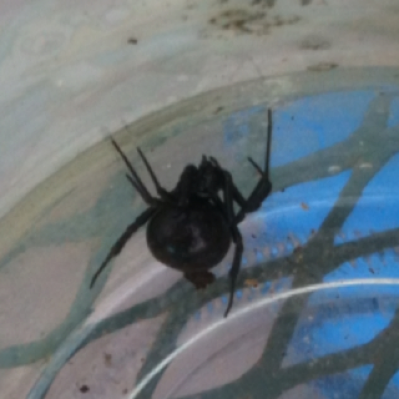 Black widow spider