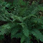 Christmas fern