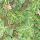 Plants of Switzerland