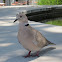 Collared Dove