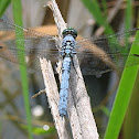 Eastern Pondhawk