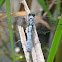 Eastern Pondhawk