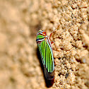 Sharpshooter Plant Hopper