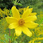 Tickseed-sunflower