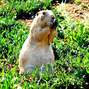 Prairie Dog