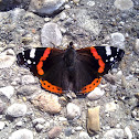 Red Admiral
