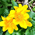 Distribution of Native and Invasive Look-Alike Buttercups
