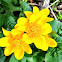 Marsh Marigold