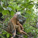 Green Iguana