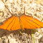 Ruddy Daggerwing