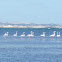 fenicopteriformes (Phoenicopteriformes). Flamencos