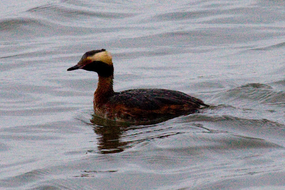 Spotting Image 1