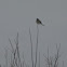 Northern Shrike