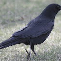 American crow
