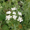 Water Hemlock