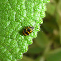 Tiny Leaf Beetle