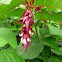 Pheasant Berry