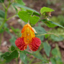 Orange Jewelweed