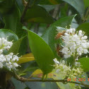 Western honeybee
