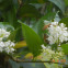 Western honeybee