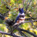 Belted Kingfisher